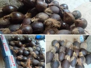 BIBIT/bahan kelapa minion| bahan bonsai|kelapa minion|kelapa bonsai|bonsai kelapa