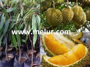 Anak Pokok Durian Duri Hitam  Ochee (Black Thorn) Kahwin
