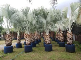 Bismarckia nobilis available for export
