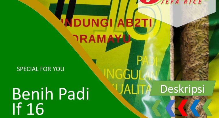 Jual Benih Padi IF 16