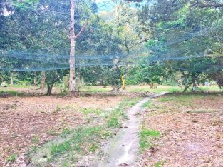 60 acre Agriculture Land at Western of Penang