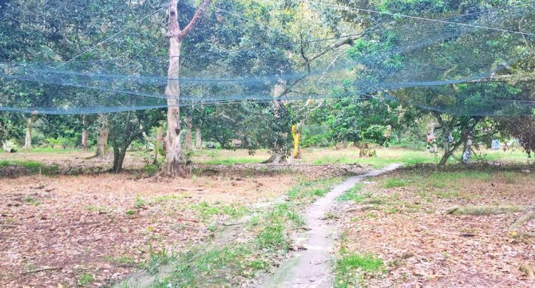 60 acre Agriculture Land at Western of Penang