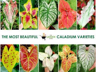 Caladium bicolor Fancy Leaf Caladium