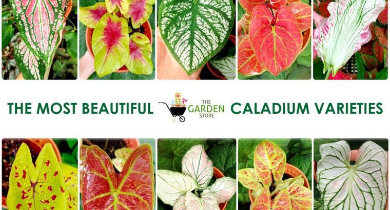 Caladium bicolor Fancy Leaf Caladium