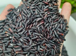 Organic Black Rice Vietnam Herbal Purple Rice