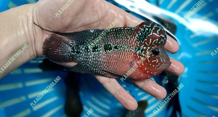 PLA. Aquatic Thailand – Fish Exporter